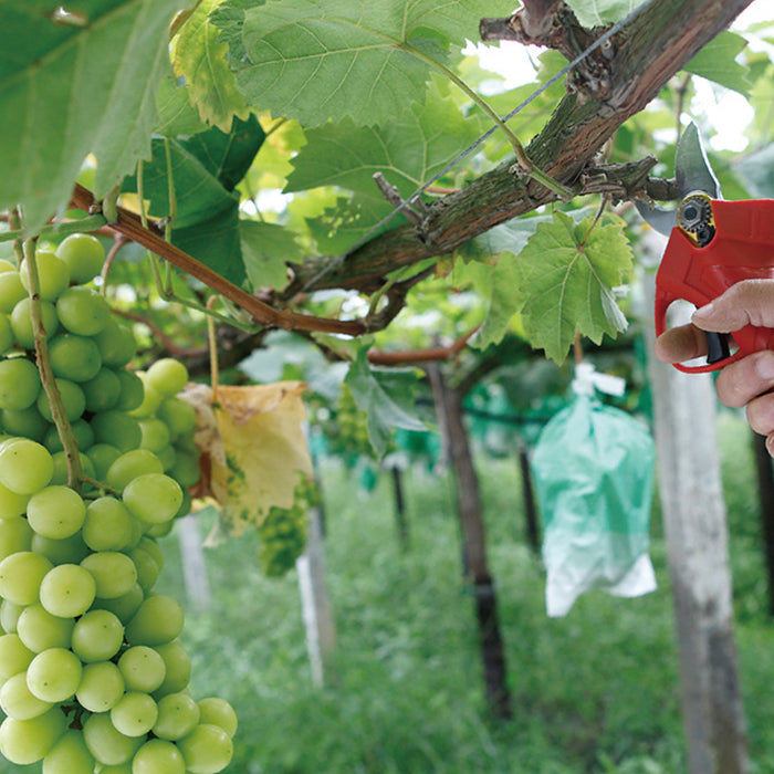 CESOIA - FORBICE CON DOPPIA BATTERIA 20Volt