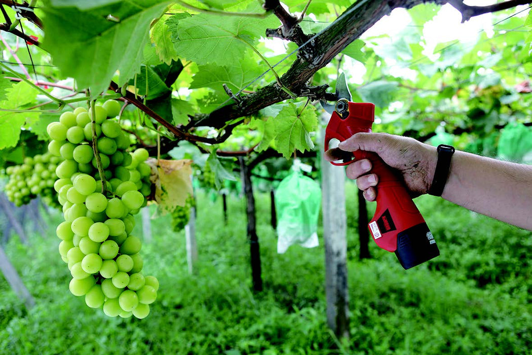 FORBICE DA POTATURA A BATTERIA 16VOLT-MOTORE BRUSHLESS PROFESSIONALE